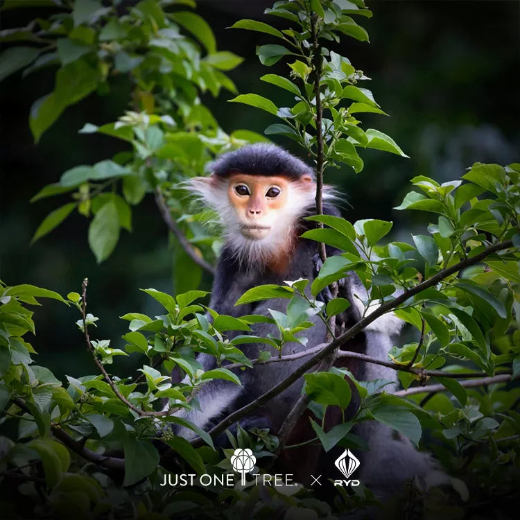 Wild animals benefiting from global reforestation efforts by Just One Tree and RYD E-Bikes environmental partnership